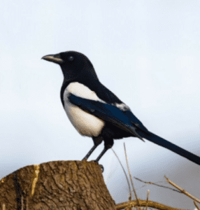 Are you a Marketing Magpie? Creationz Marketing, Marketing Consultancy, Beeston, Nottingham, Nottinghamshire